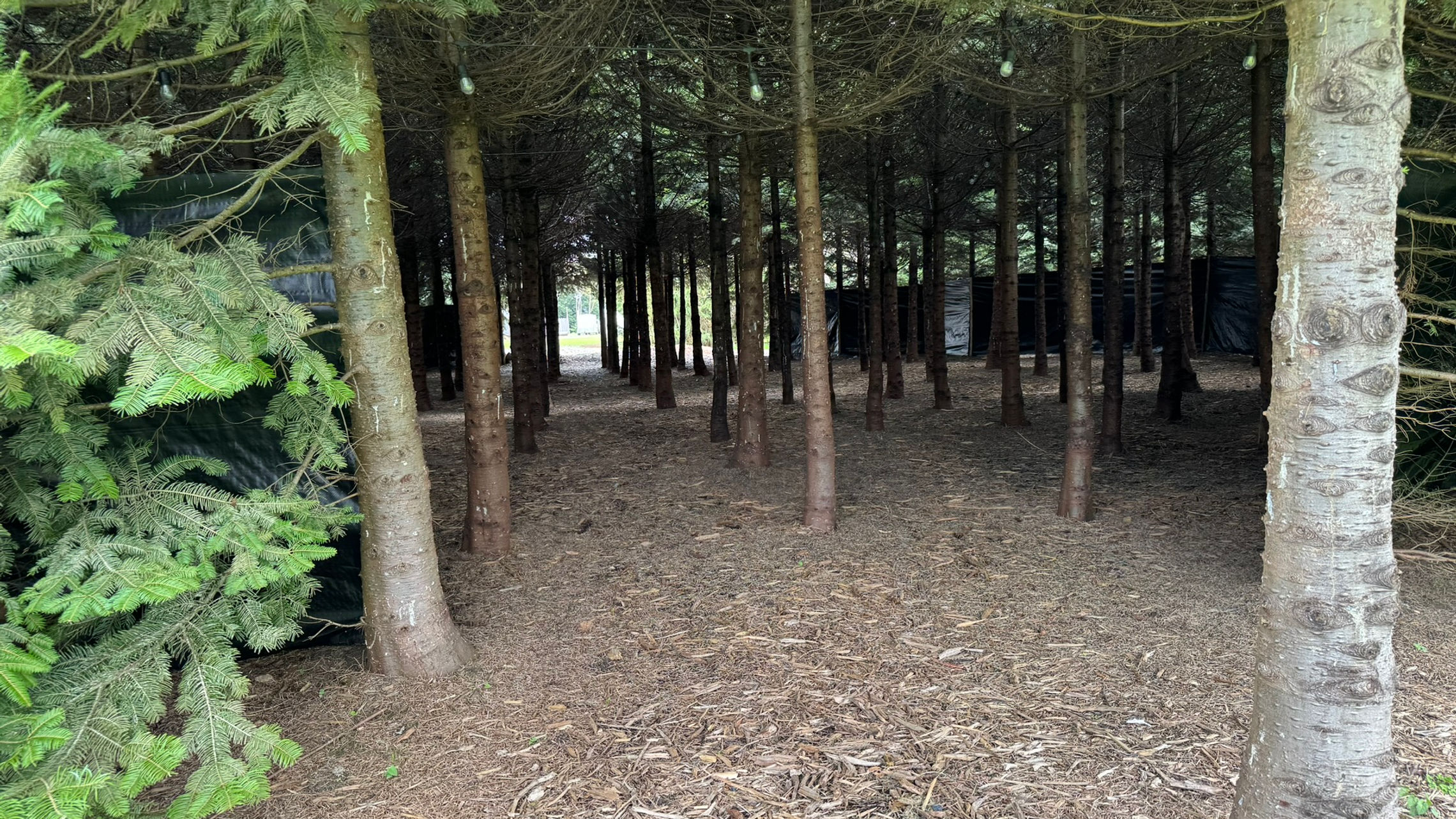 Thick Forest Setting | Main Feild